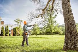 Best Tree and Shrub Care  in Santa Teresa, NM